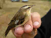 Phragmite des joncs Acrocephalus schoenobaenus