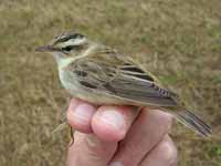 Phragmite des joncs Acrocephalus schoenobaenus