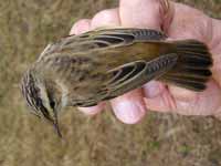 Phragmite des joncs Acrocephalus schoenobaenus