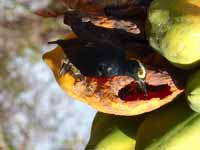 Pic à chevron d'or Melanerpes cruentatus