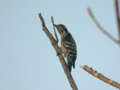 Pic à coiffe grise Dendrocopos canicapillus