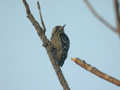 Pic à coiffe grise Dendrocopos canicapillus