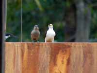 Pic dominicain Melanerpes candidus