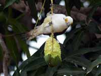 Pic dominicain Melanerpes candidus