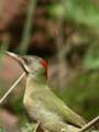 Pic de Levaillant Picus vaillantii