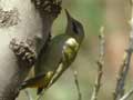 Pic de Levaillant Picus vaillantii