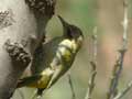 Pic de Levaillant Picus vaillantii