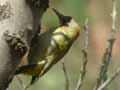 Pic de Levaillant Picus vaillantii