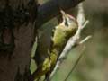 Pic de Levaillant Picus vaillantii