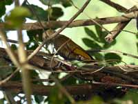 Pic passerin Veniliornis passerinus