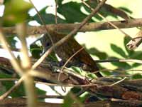 Pic passerin Veniliornis passerinus