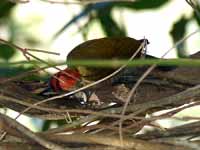 Pic passerin Veniliornis passerinus