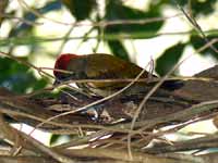 Pic passerin Veniliornis passerinus