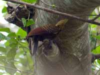 Pic à tête pâle Celeus lugubris