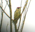 Picus viridis