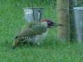 Pic vert Picus viridis