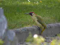 Pic vert Picus viridis