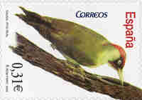 Pic vert Picus viridis