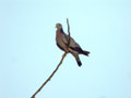 Pigeon colombin Columba oenas