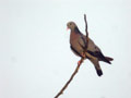 Pigeon colombin Columba oenas