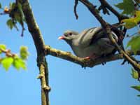 Pigeon colombin Columba oenas