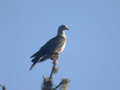 Pigeon de Hodgson Columba hodgsonii