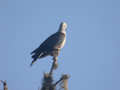 Pigeon de Hodgson Columba hodgsonii