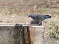 Pigeon picazuro Patagioenas picazuro