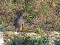 Pigeon picazuro Patagioenas picazuro