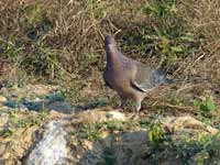 Pigeon picazuro Patagioenas picazuro