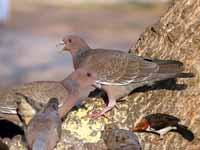 Pigeon picazuro Patagioenas picazuro