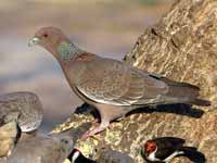 Pigeon picazuro Patagioenas picazuro