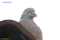 Columba palumbus