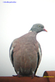 Columba palumbus