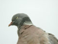 Pigeon ramier Columba palumbus