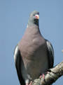 Pigeon ramier Columba palumbus