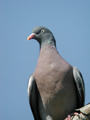 Pigeon ramier Columba palumbus