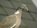 Pigeon ramier Columba palumbus