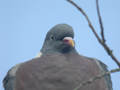 Pigeon ramier Columba palumbus