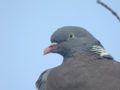 Pigeon ramier Columba palumbus