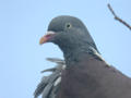 Pigeon ramier Columba palumbus