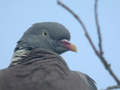 Pigeon ramier Columba palumbus