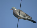 Pigeon ramier Columba palumbus