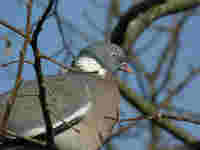 Pigeon ramier Columba palumbus