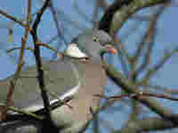 Pigeon ramier Columba palumbus