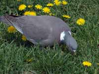 Pigeon ramier Columba palumbus