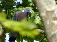 Pigeon ramier Columba palumbus