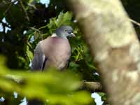 Pigeon ramier Columba palumbus