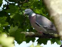 Pigeon ramier Columba palumbus