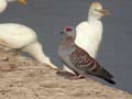 Pigeon roussard Columba guinea
